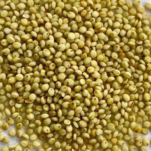 Browntop Millet (Korale)