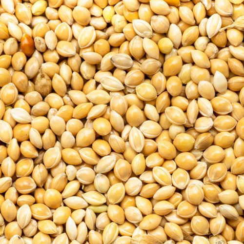 Finger Millet (Ragi)