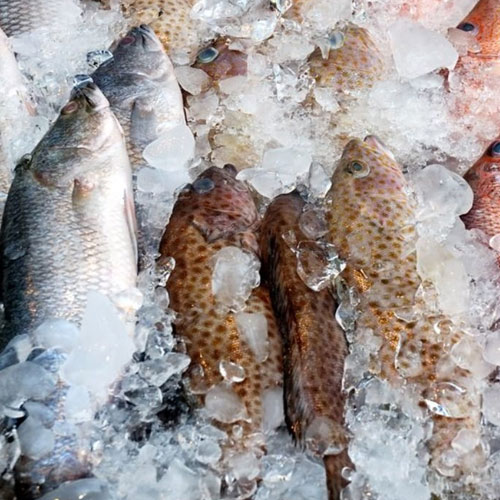 Fish
