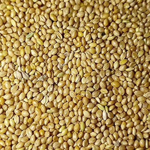 Foxtail Millet (Kangni)