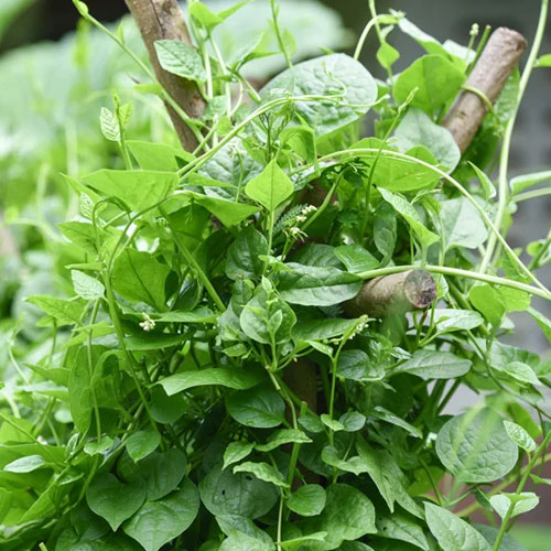 Malabar Spinach
