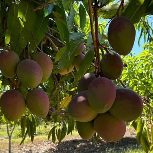 Mango's