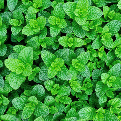 Mint