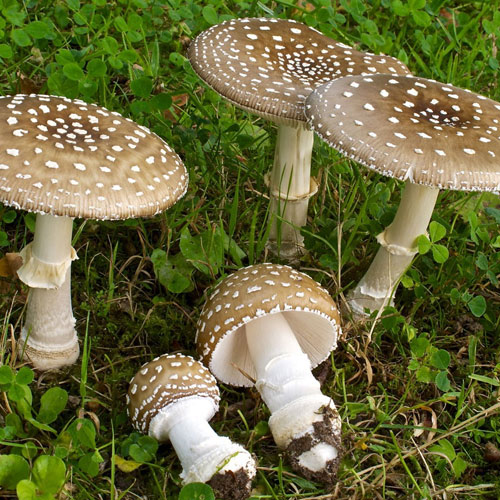 Mushroom