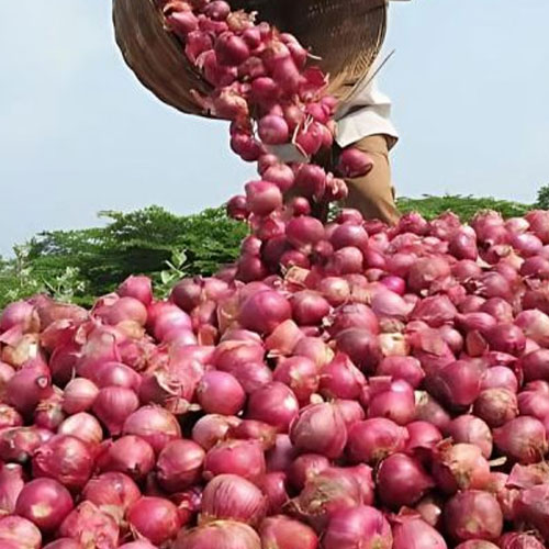 Onion