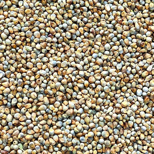 Pearl Millet (Bajra)