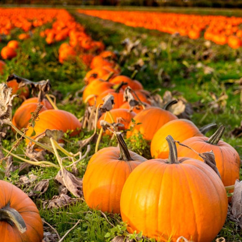 Pumpkin