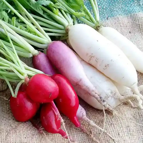 Radish