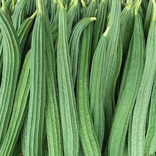 Ridge Gourd - Ghosal