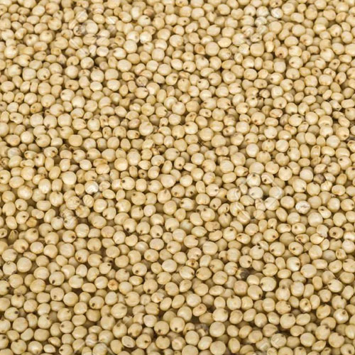 Sorghum (Jowar)