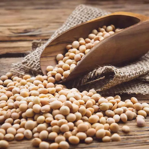 Soybean (Soya Bean)
